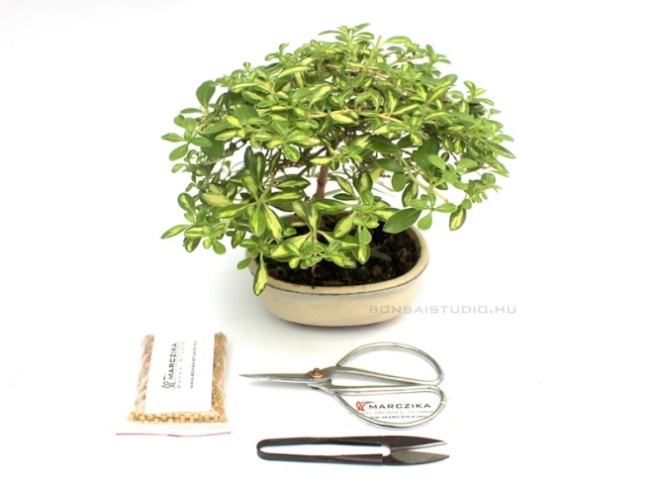 bonsai ajandek csomagok bonsai ajandek otletek bonsai vasarlasi lehetoseg a marczika bonsai studio webaruhaza bol